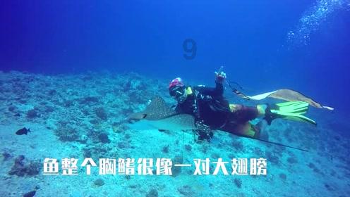 丁香和郁金香是同一种花吗？游戏画面